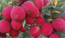 鸡心果,营养与美味的完美结合