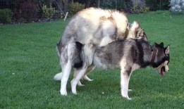 狗交配高清视频,高清交配视频揭秘